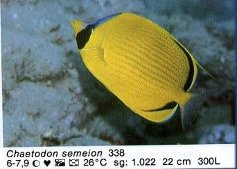 Chaetodon semeion